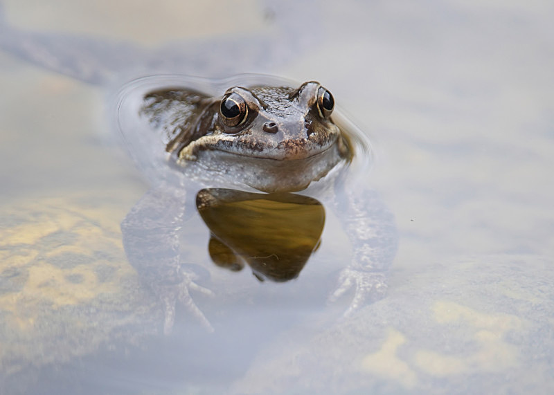 5 - Common Frog