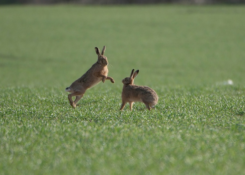 12 - Brown Hare