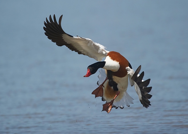 17 - Shelduck