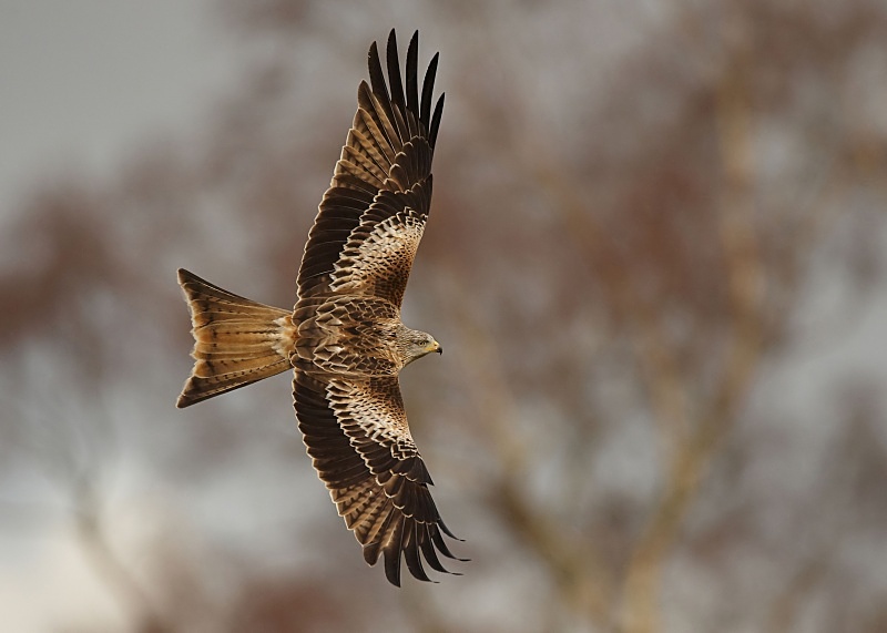 22 - Red Kite