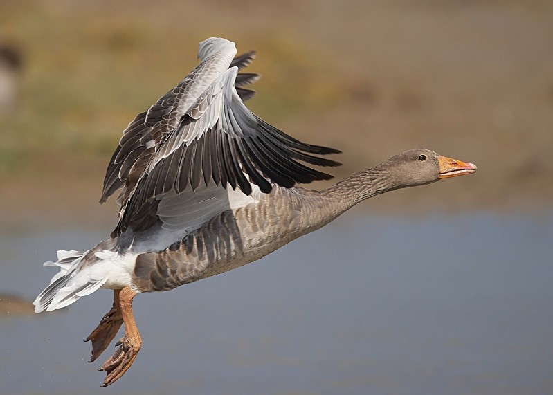 6 - Greylag Goose