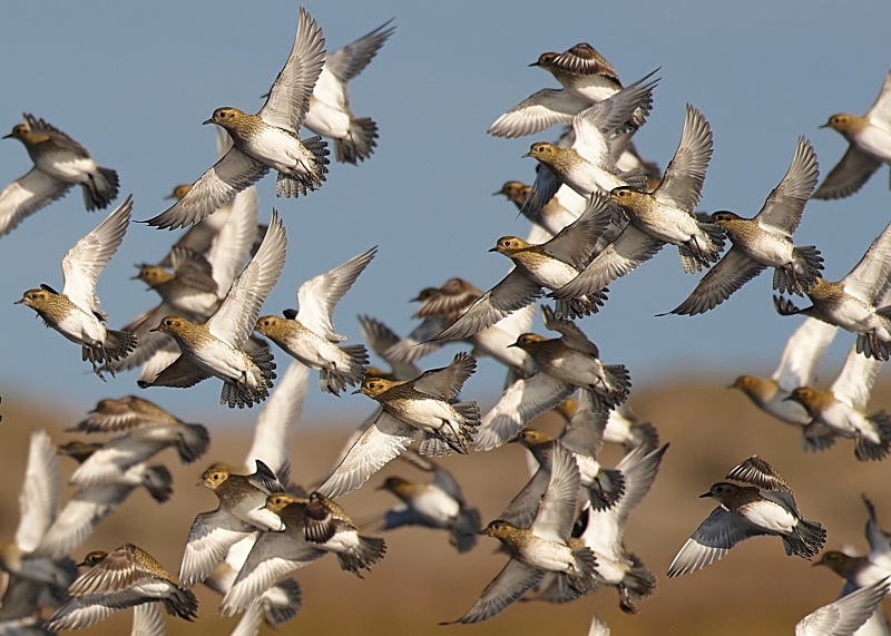 1 - Golden Plover