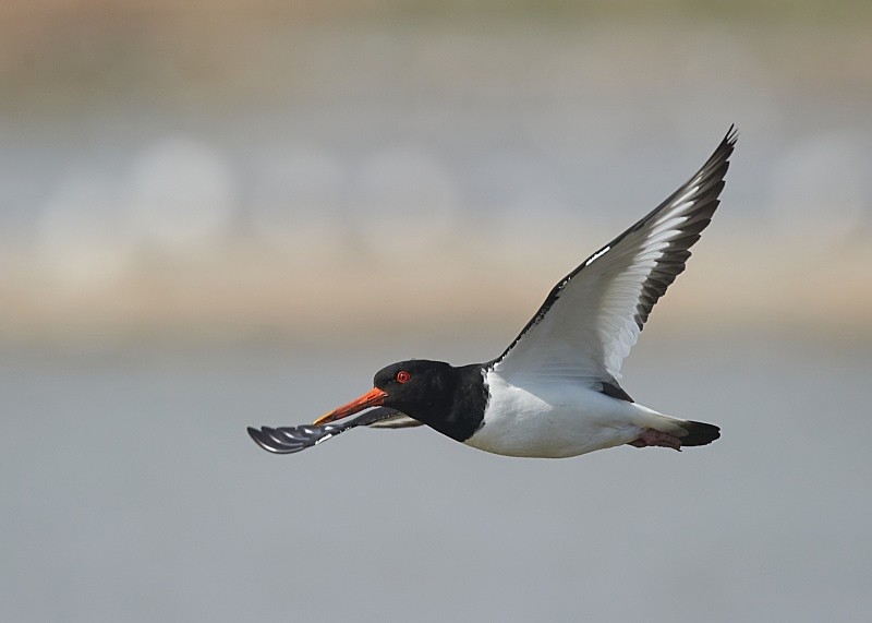 7 - Oystercatcher