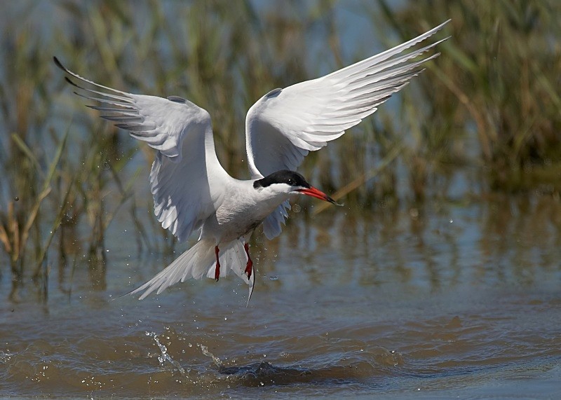 11 - Common Tern