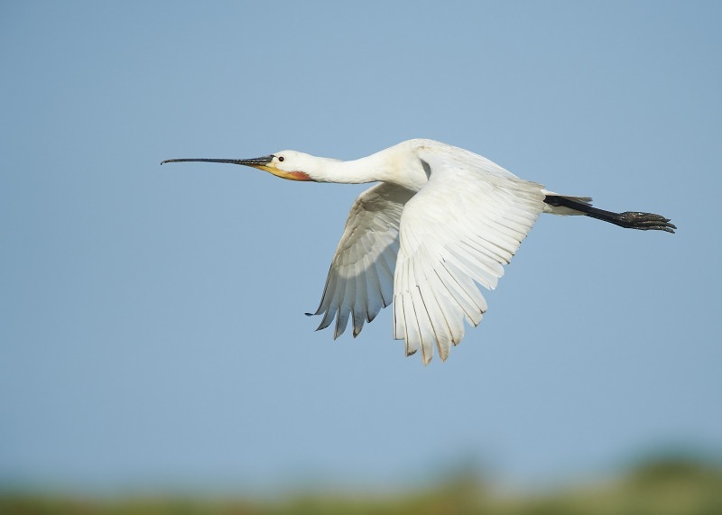 3 - Spoonbill