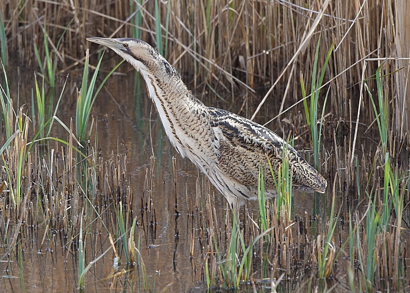 10 - Bittern