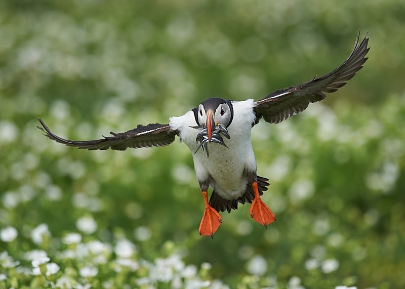 13 - Puffin