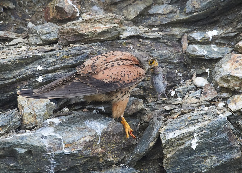 23 - Kestrel