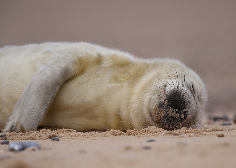 16 - Grey Seal