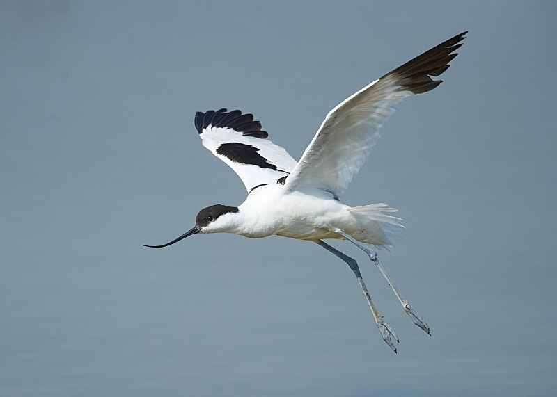 4 - Avocet