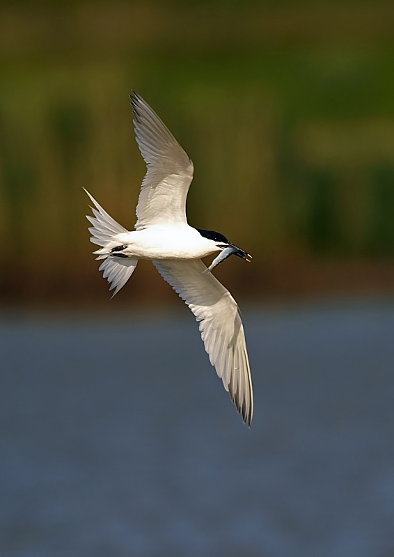 17 - Sandwich Tern