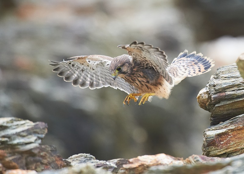 43 - Kestrel