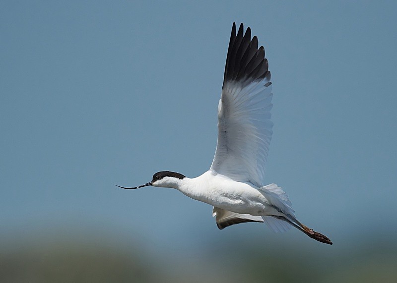 6 - Avocet