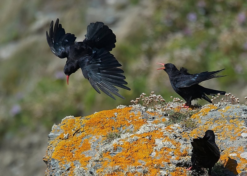 4 - Chough