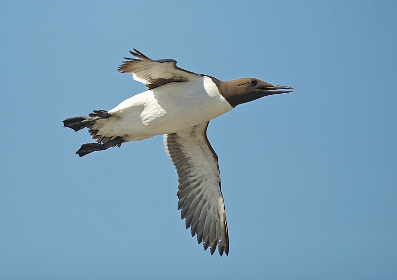 10 - Guillemot