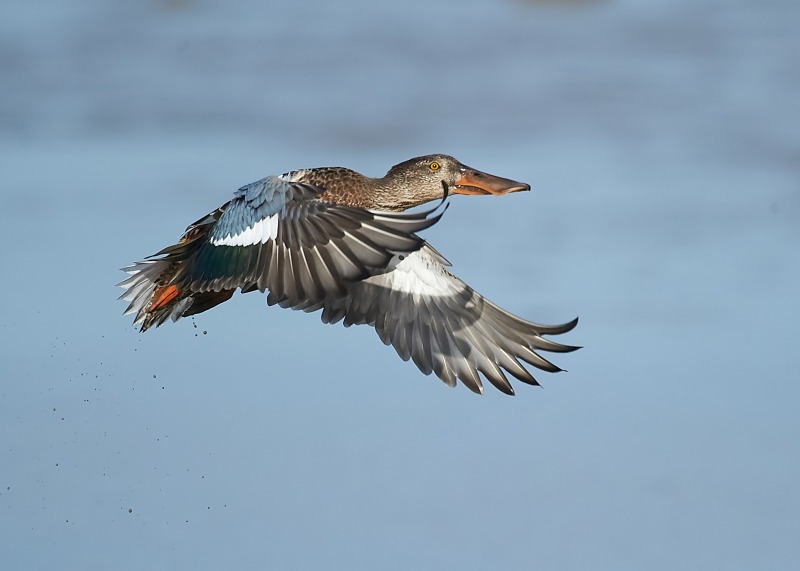 7 - Shoveler