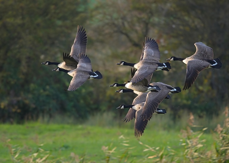 6 - Canada Goose