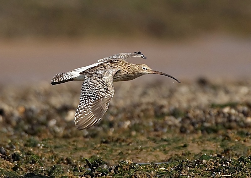 6 - Curlew