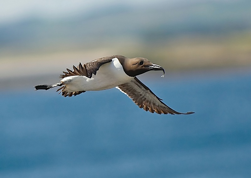 11 - Guillemot