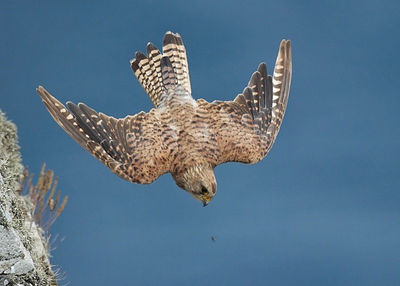 64 - Kestrel