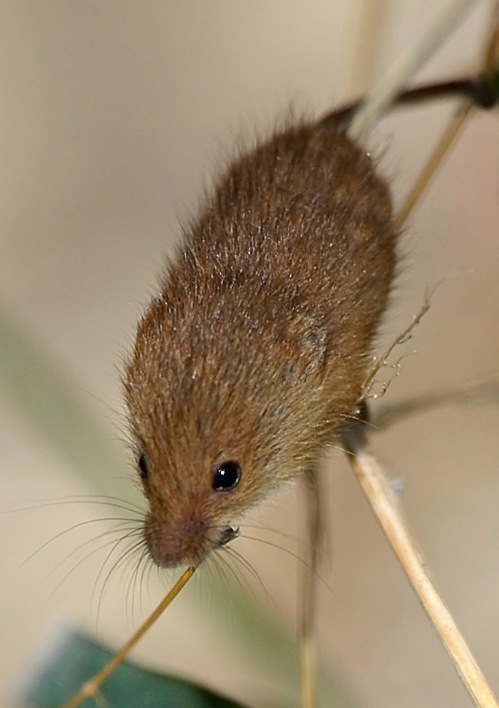 4 - Harvest Mouse