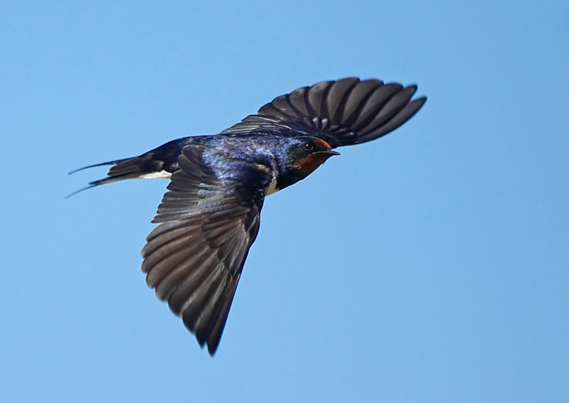 14 - Swallow