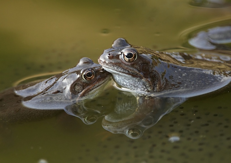 9 - Common Frog