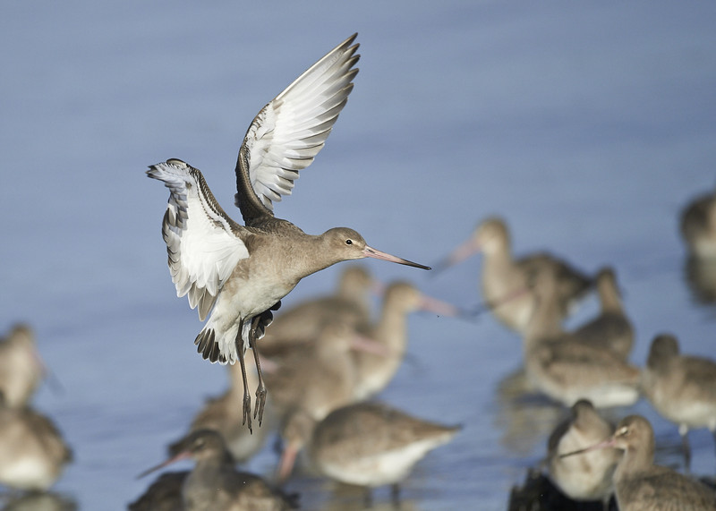 5 - Black-tailed Godwit