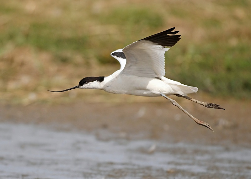 17 - Avocet
