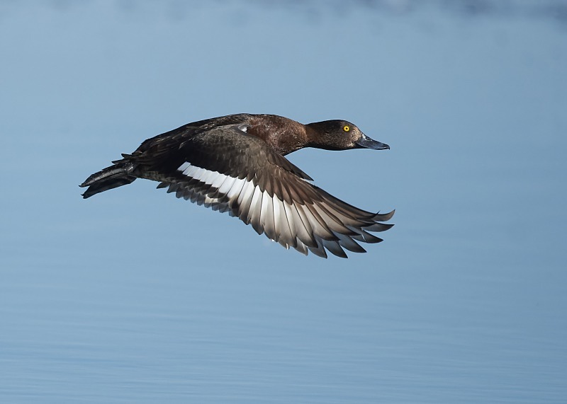 5 - Tufted Duck