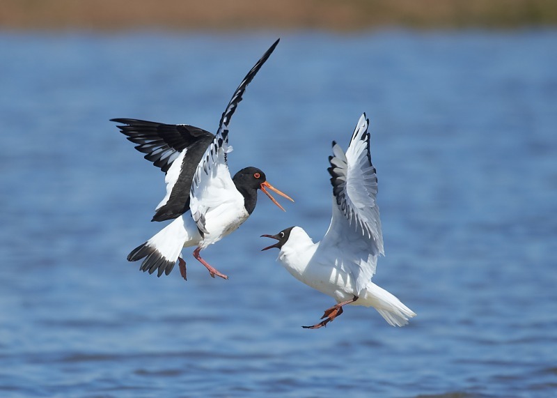 1 - Black-headed Gull