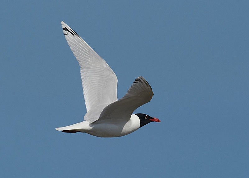 1 - Mediterranean Gull