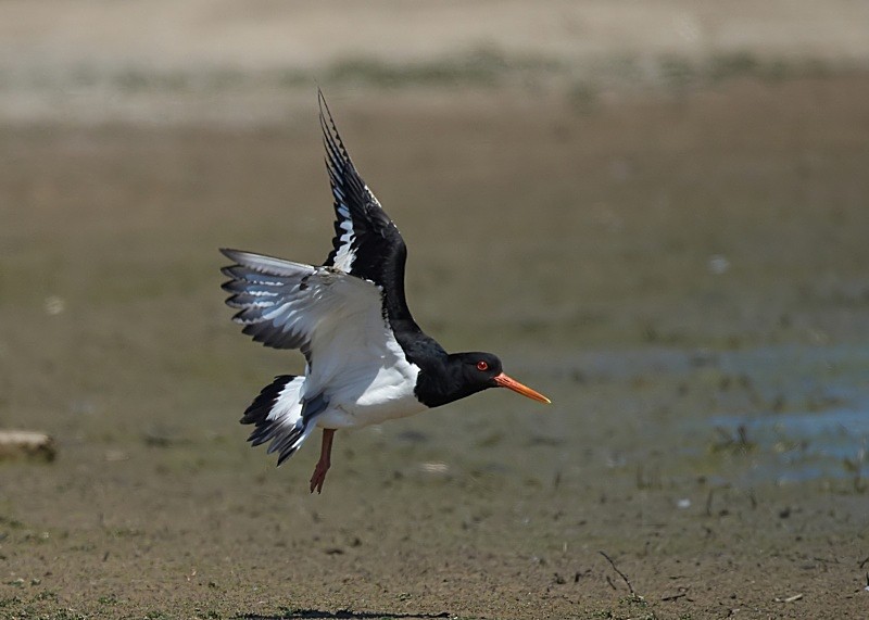 15 - Oystercatcher