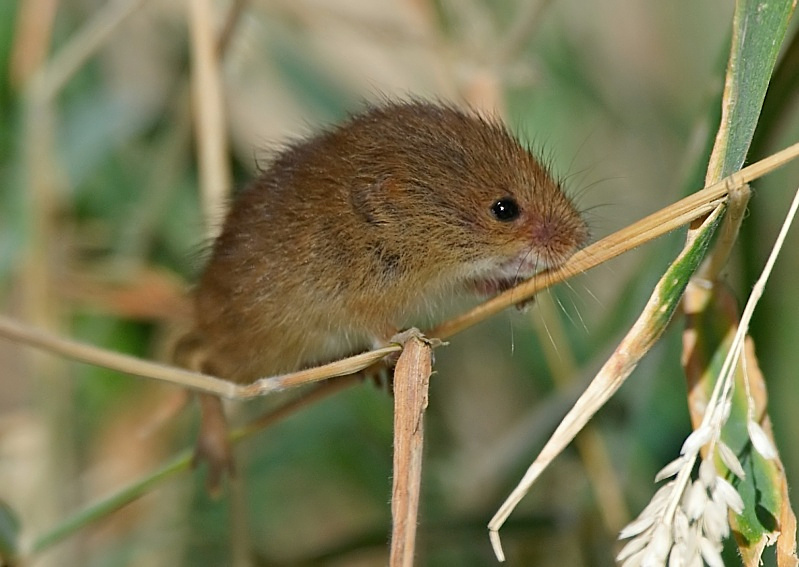 6 - Harvest Mouse