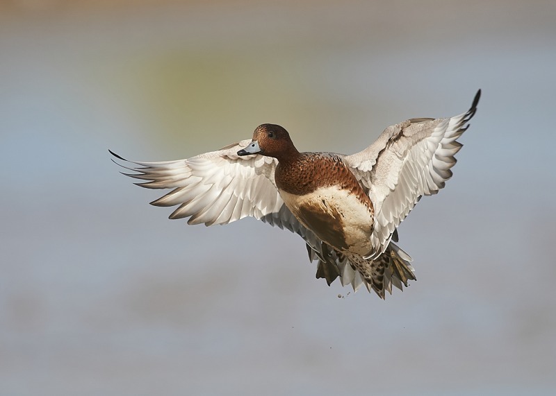 4 - Wigeon