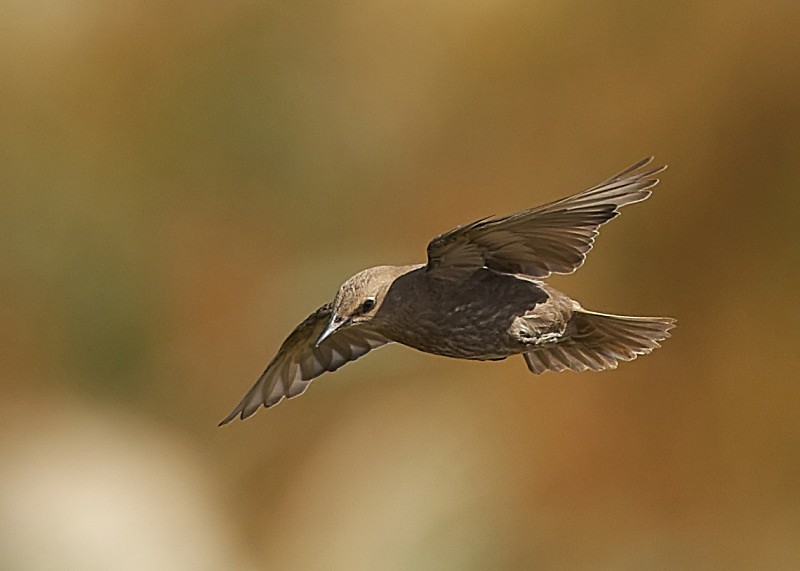 7 - Starling