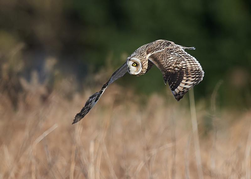 2 - Short-eared Owl