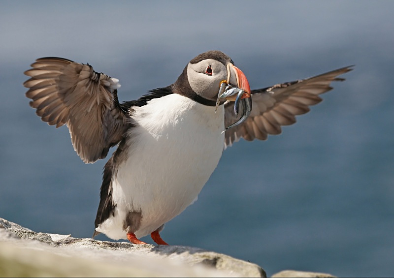 34 - Puffin