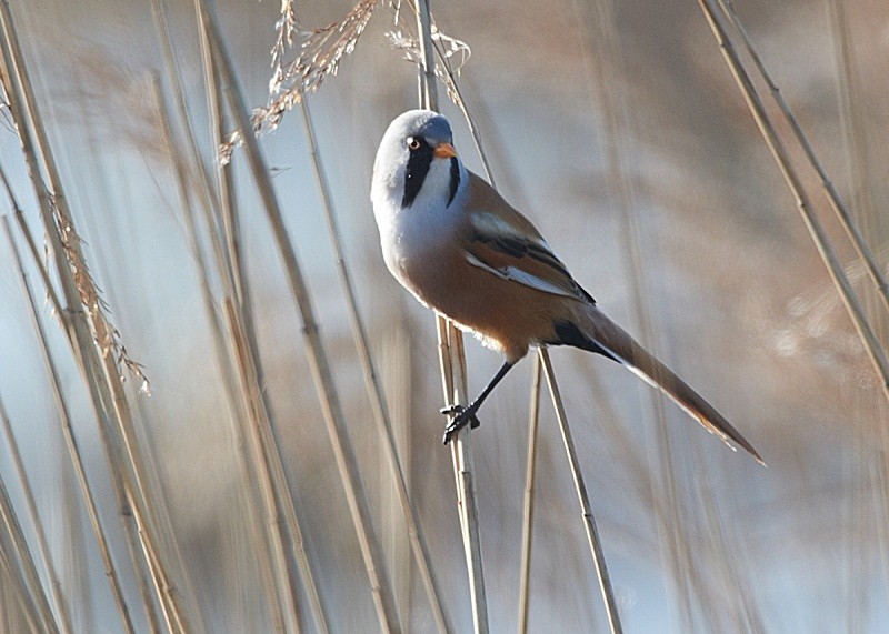 6 - Bearded Tit