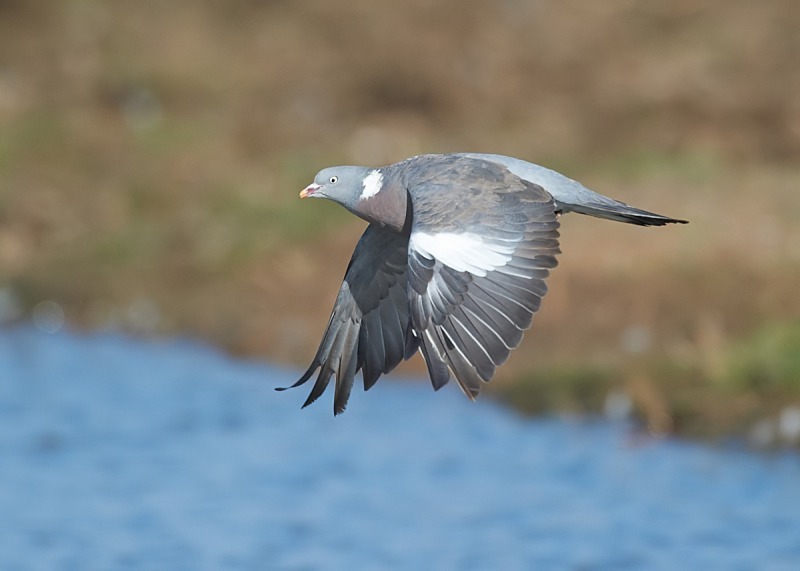 3 - Woodpigeon