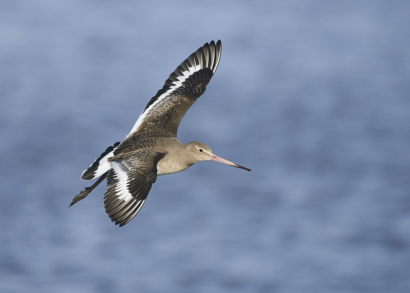 10 - Black-tailed Godwit