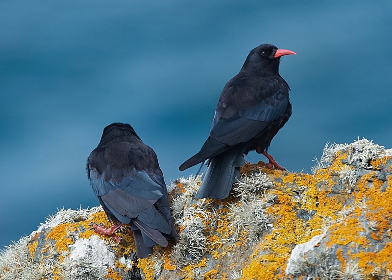 11 - Chough