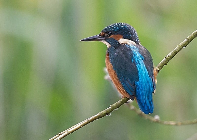 15 - Kingfisher