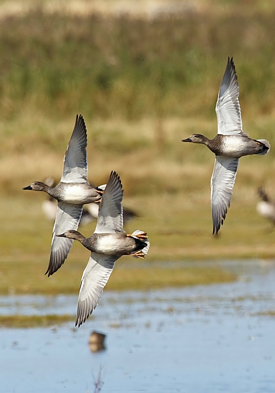 25 - Gadwall