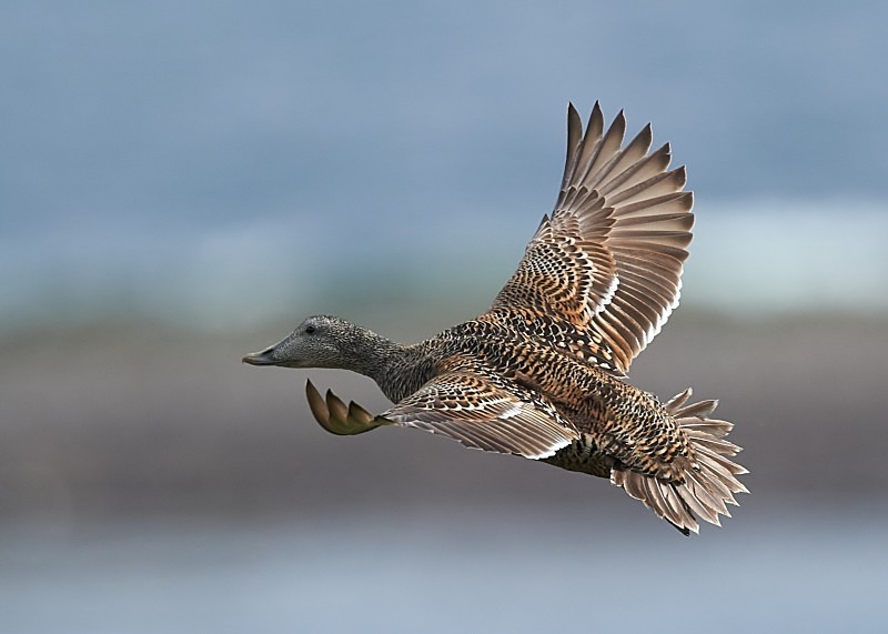 2 - Eider