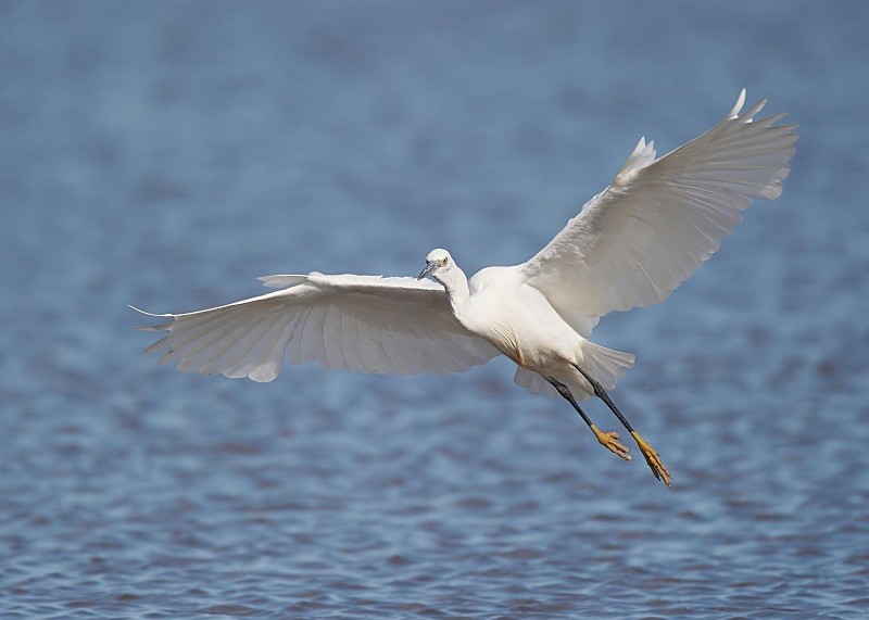 4 - Little Egret