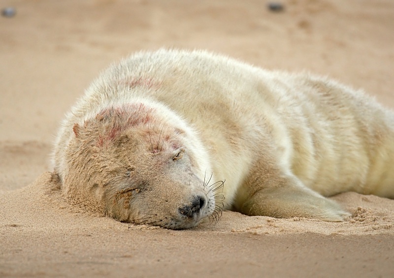 20 - Grey Seal