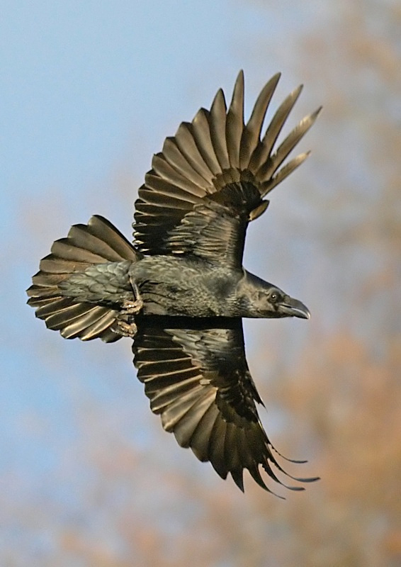 9 - Raven