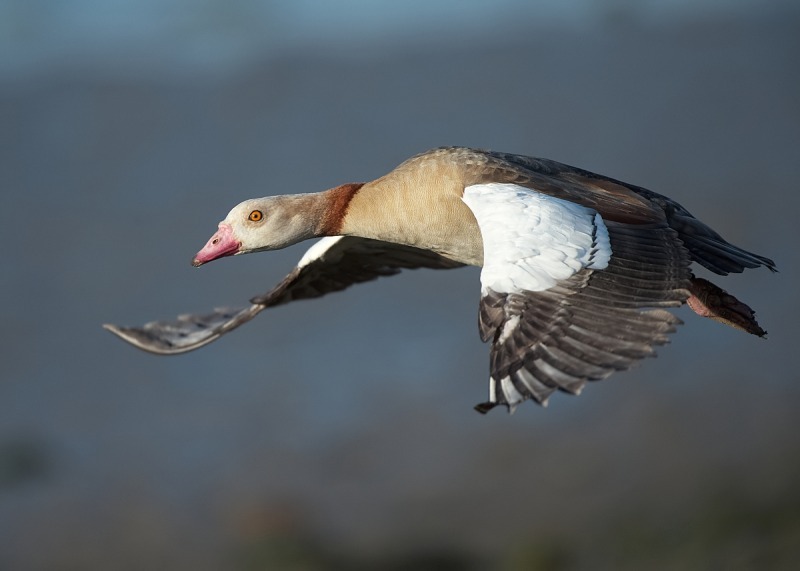 5 - Egyptian Goose