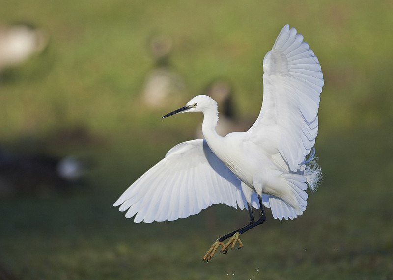  - Little Egret